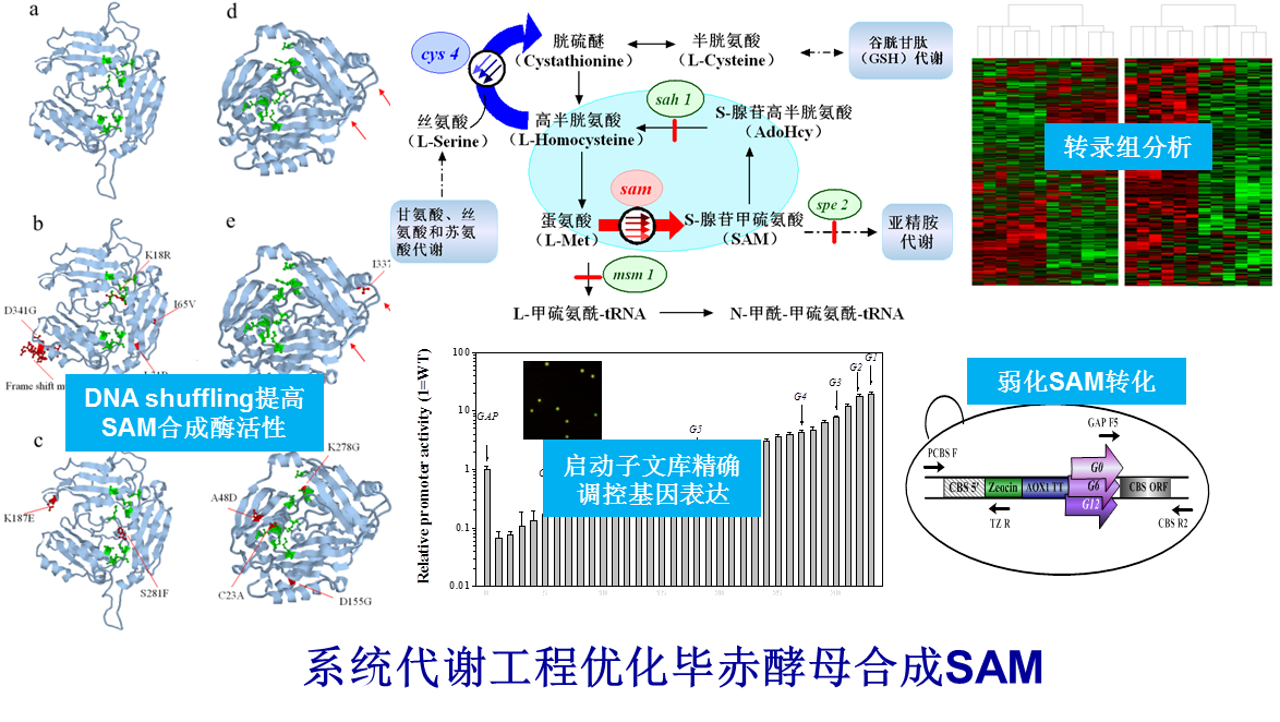 生物合成工程实验室<br>Biosynthetic Engineering Laboratory