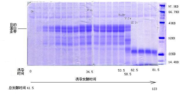 基因工程疟疾疫苗高密度高表达