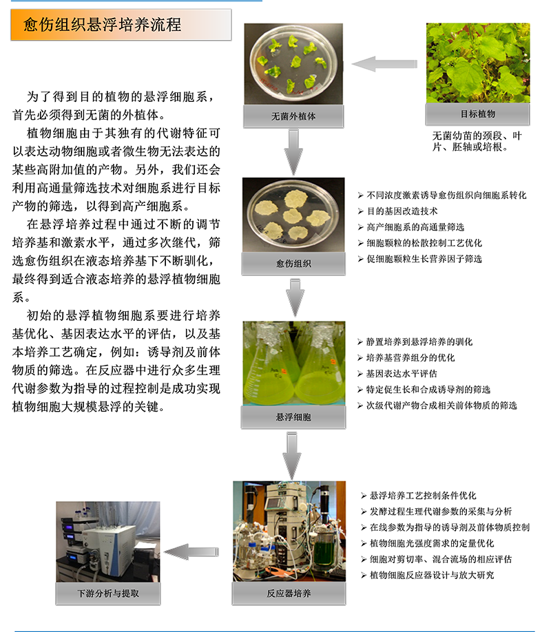 植物细胞大规模培养过程优化与反应器装置